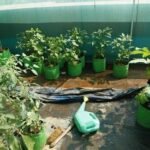 Coimbatore Corporation to launch rooftop garden as part of green drive