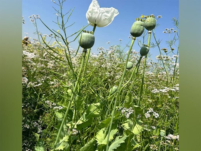 Govt announces annual licensing policy for cultivation of opium poppy for crop year 2025-26; nearly 1.21 lakh farmers eligible for license