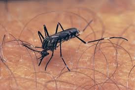 Greece reports 75 West Nile virus infections, five deaths Greece reports 75 West Nile virus infections, five deaths