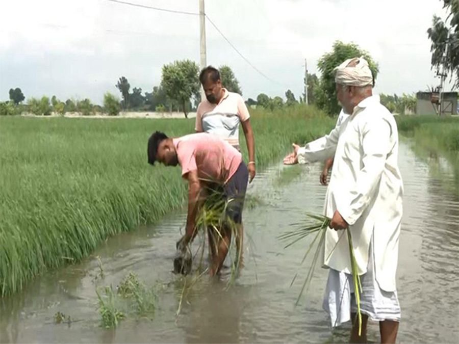 Punjab govt launches five-day drive to revive flood-hit mandis before paddy procurement