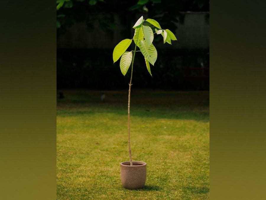 UK: King Charles sends Kadamb tree as present to PM Modi on birthday