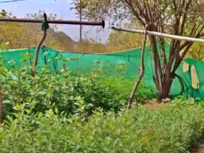 UP to observe ‘Seva Parv’ from Sep 17 to Oct 2; over 15 lakh saplings to be planted  