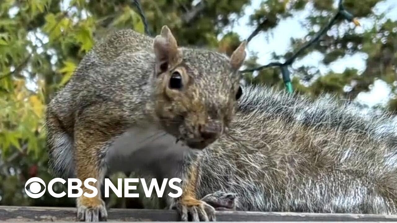 Angry squirrel attacks people in California (Video)