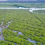 TN to restore mangroves with direct World Bank funding to village councils