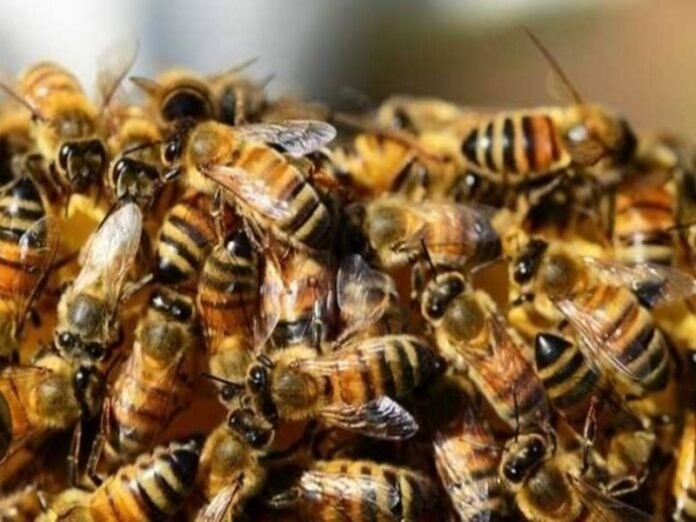 Bees attack devotees in MP temple; 8 injured persons of same family hospitalised