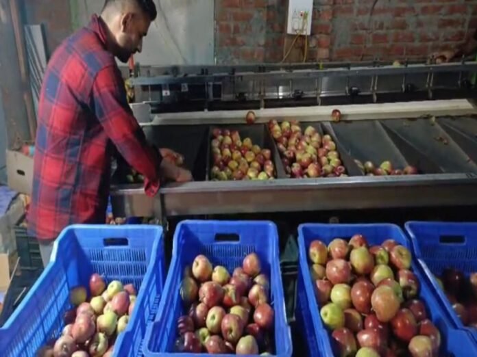 Himachal apple growers hit hard by rains, diseases and poor market prices