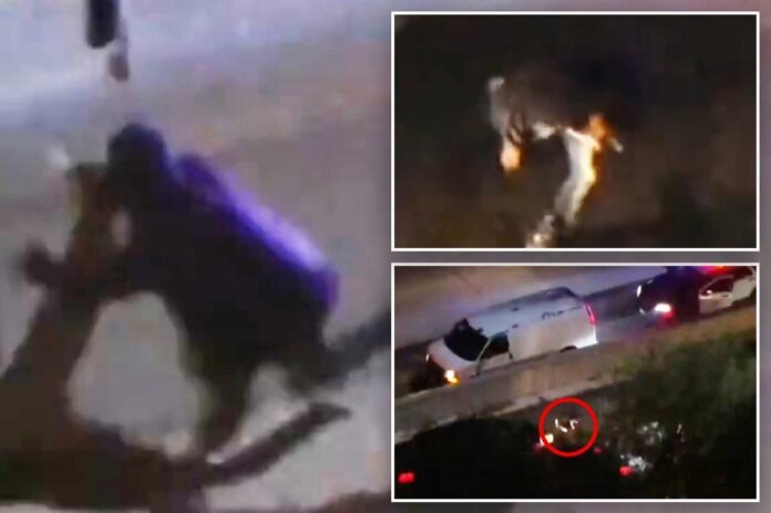 Horror as Cali. car thief seen getting mowed down and killed on live TV