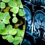 This plant has been called a ‘vegetarian meatball’ for having so much protein — it can keep your brain young, too