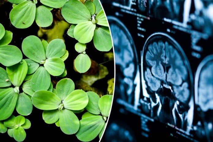 This plant has been called a ‘vegetarian meatball’ for having This plant has been called a ‘vegetarian meatball’ for having so much protein — it can keep your brain young, too