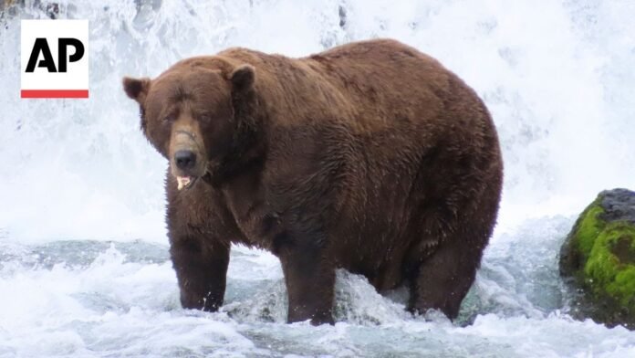 Chunk, a 1,200-pound bear with a broken jaw, wins Alaska’s Fat Bear Week contest (Video)