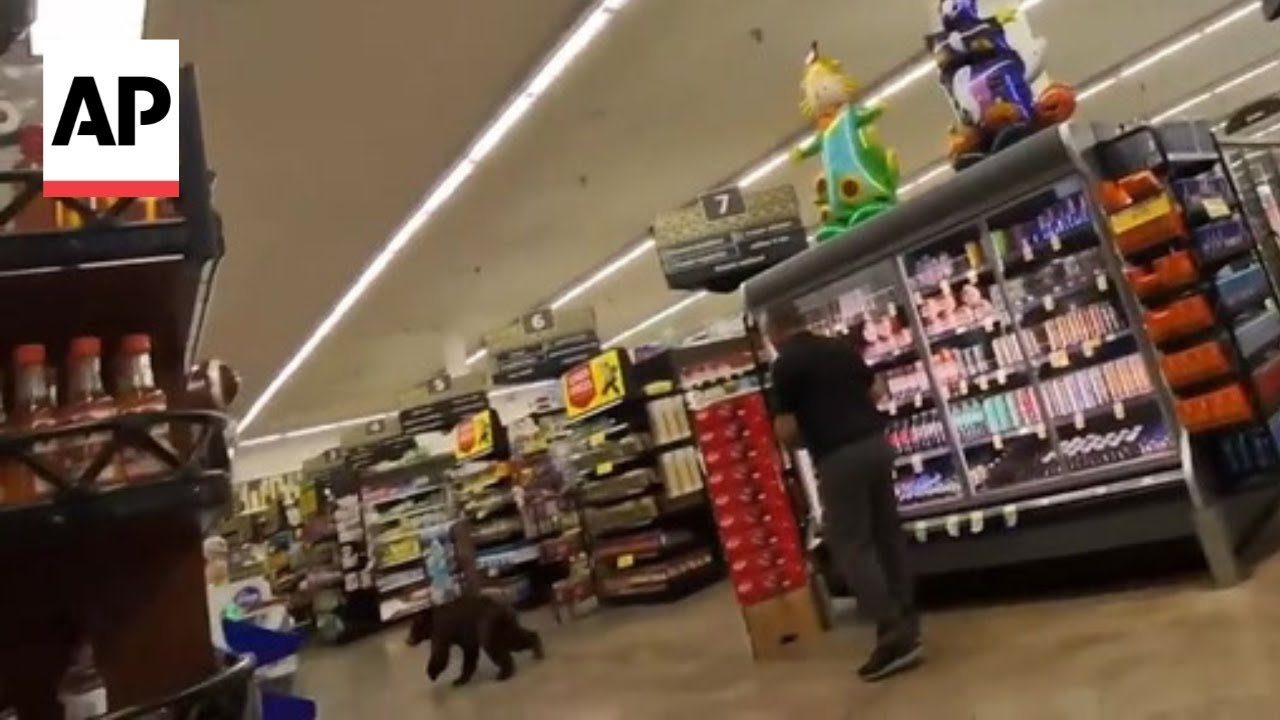 WATCH: Bear runs through aisles of Arizona grocery store (Video)