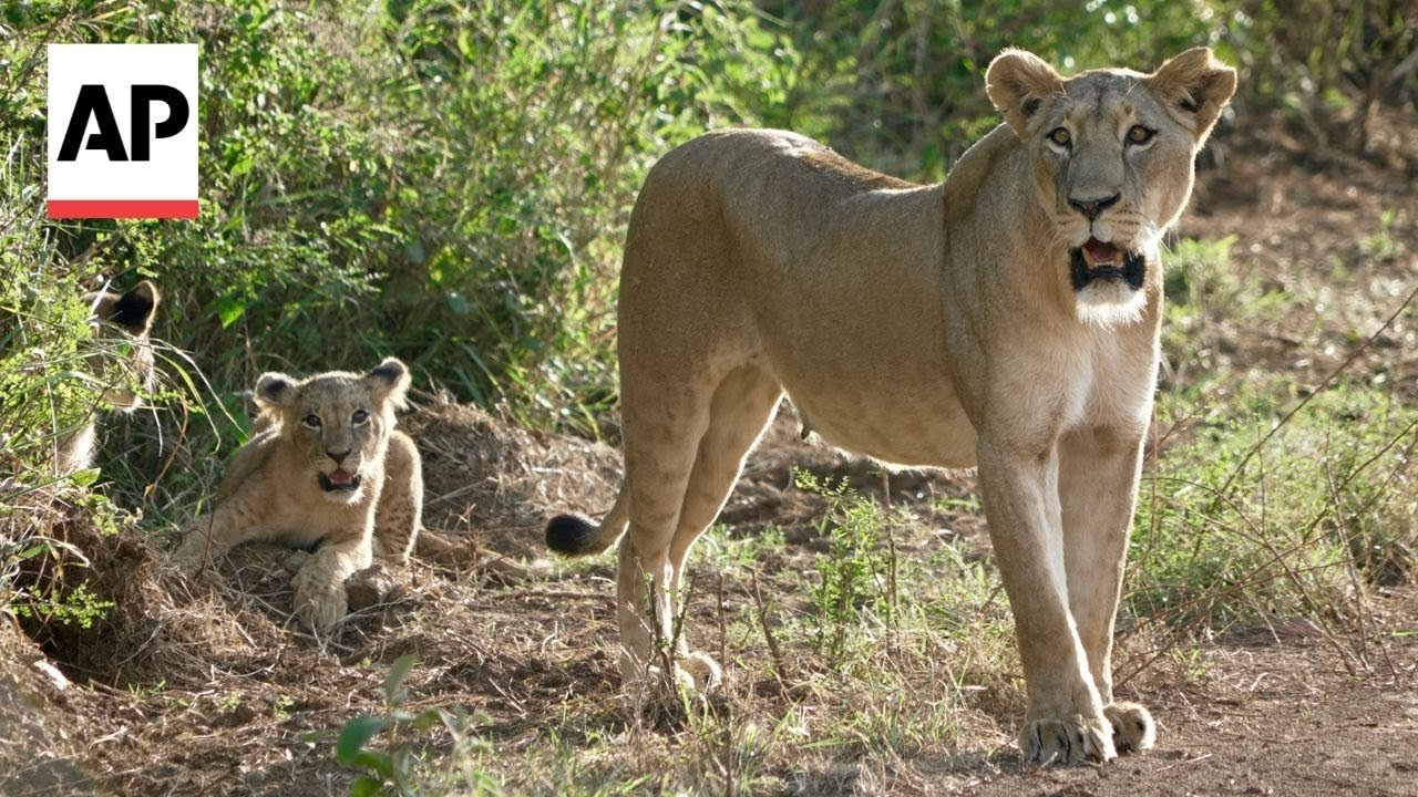 Watch Video Living near lions: Nairobi’s expansion creates human-wildlife collision in Kenya 3 Watch Video Living near lions: Nairobi’s expansion creates human-wildlife collision in Kenya