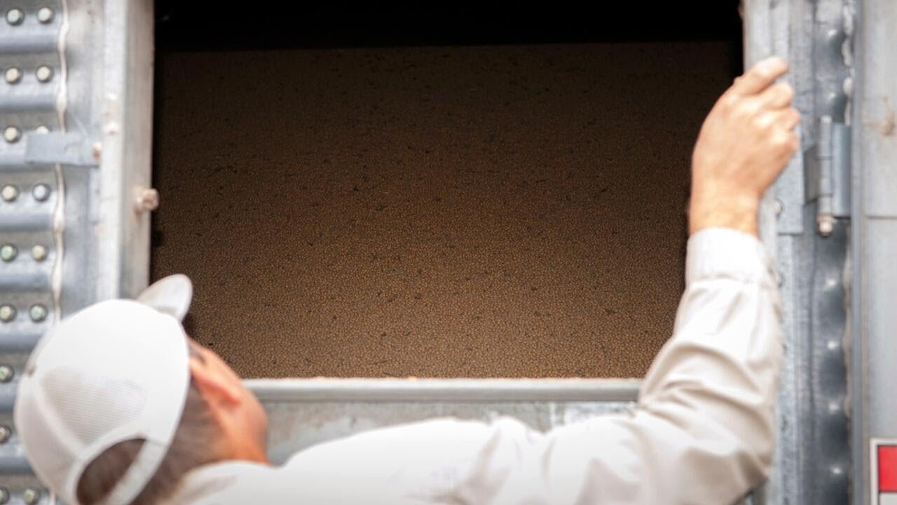 U.S. soybean farmers hope for relief ahead of Trump's meeting with Xi Jinping (Video)