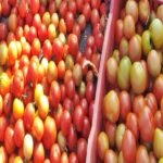 Andhra farmers throw tomatoes on roads as prices crash