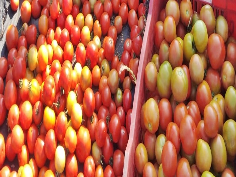 Andhra farmers throw tomatoes on roads as prices crash