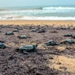 Chennai to launch elite marine patrol to safeguard coastline, sea turtles
