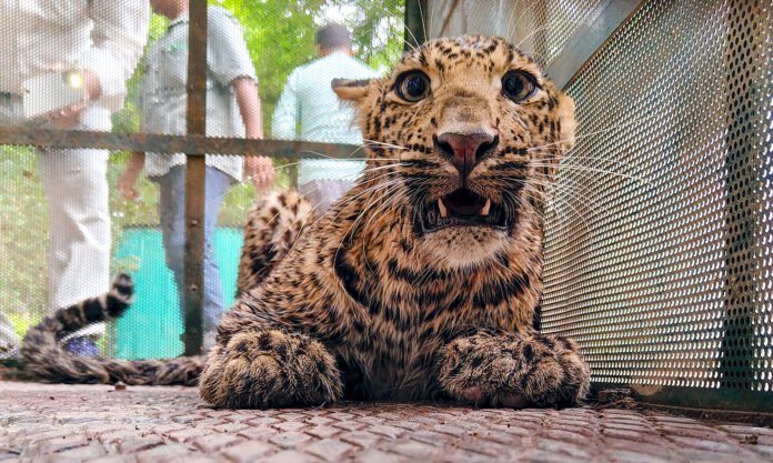 UP: Fourth leopard attack in 10 days; 12-year-old girl killed in Lakhimpur Kheri