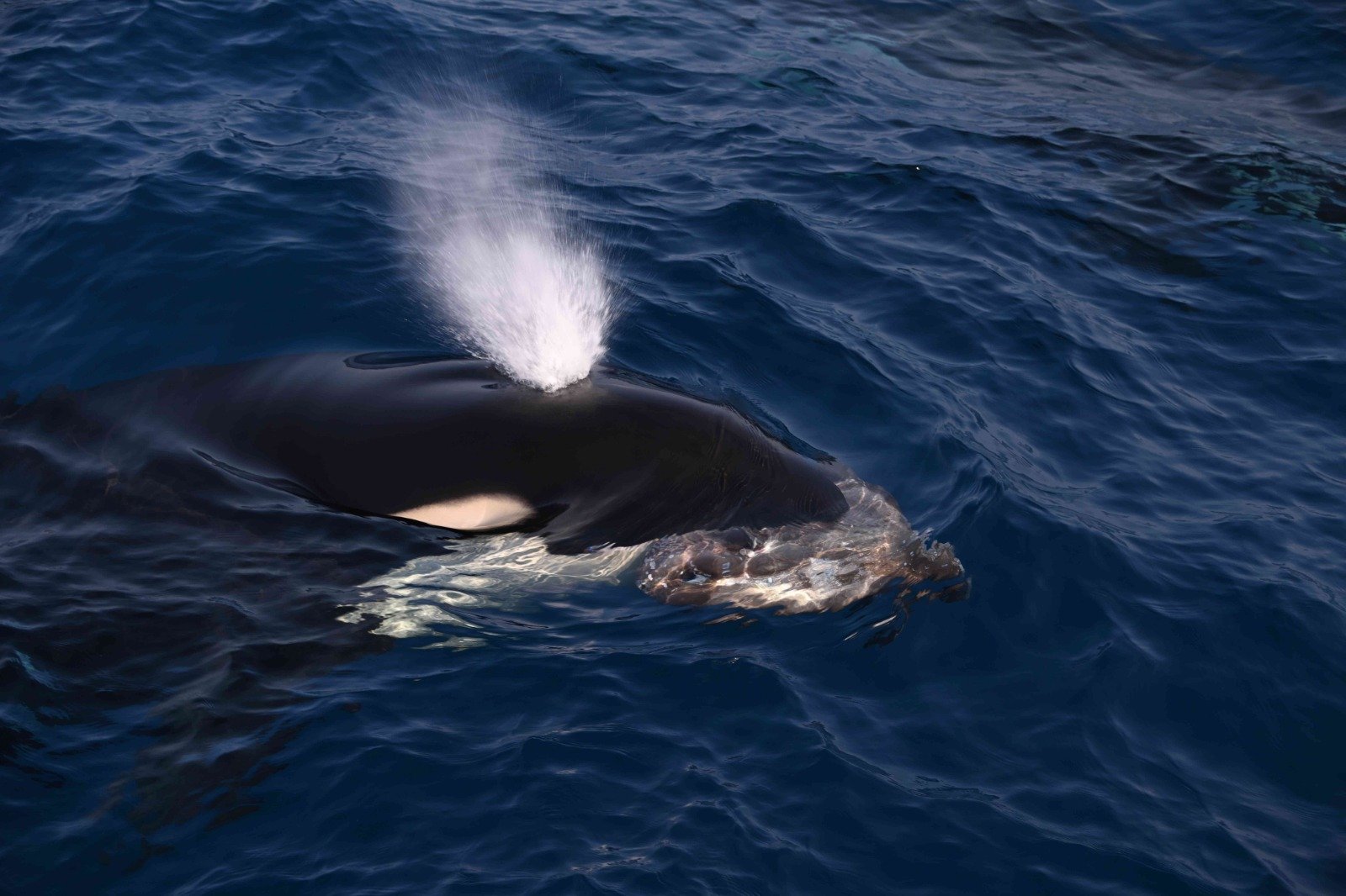 CMFRI study secures US market access for Indian seafood exports