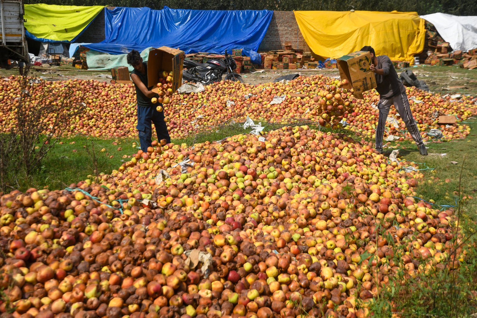 J&K govt to crack down on artificial colouring of apples