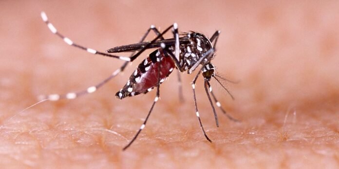 Bangladesh: Four more people die of dengue, raises death toll in 2025 to 249
