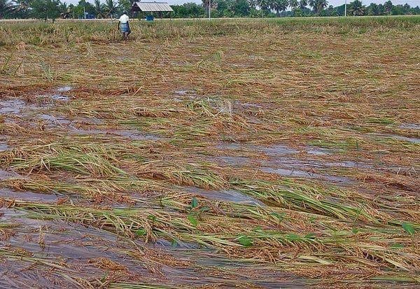 Heavy rain submerges paddy crop in TN's Thanjavur, farmers fear losses