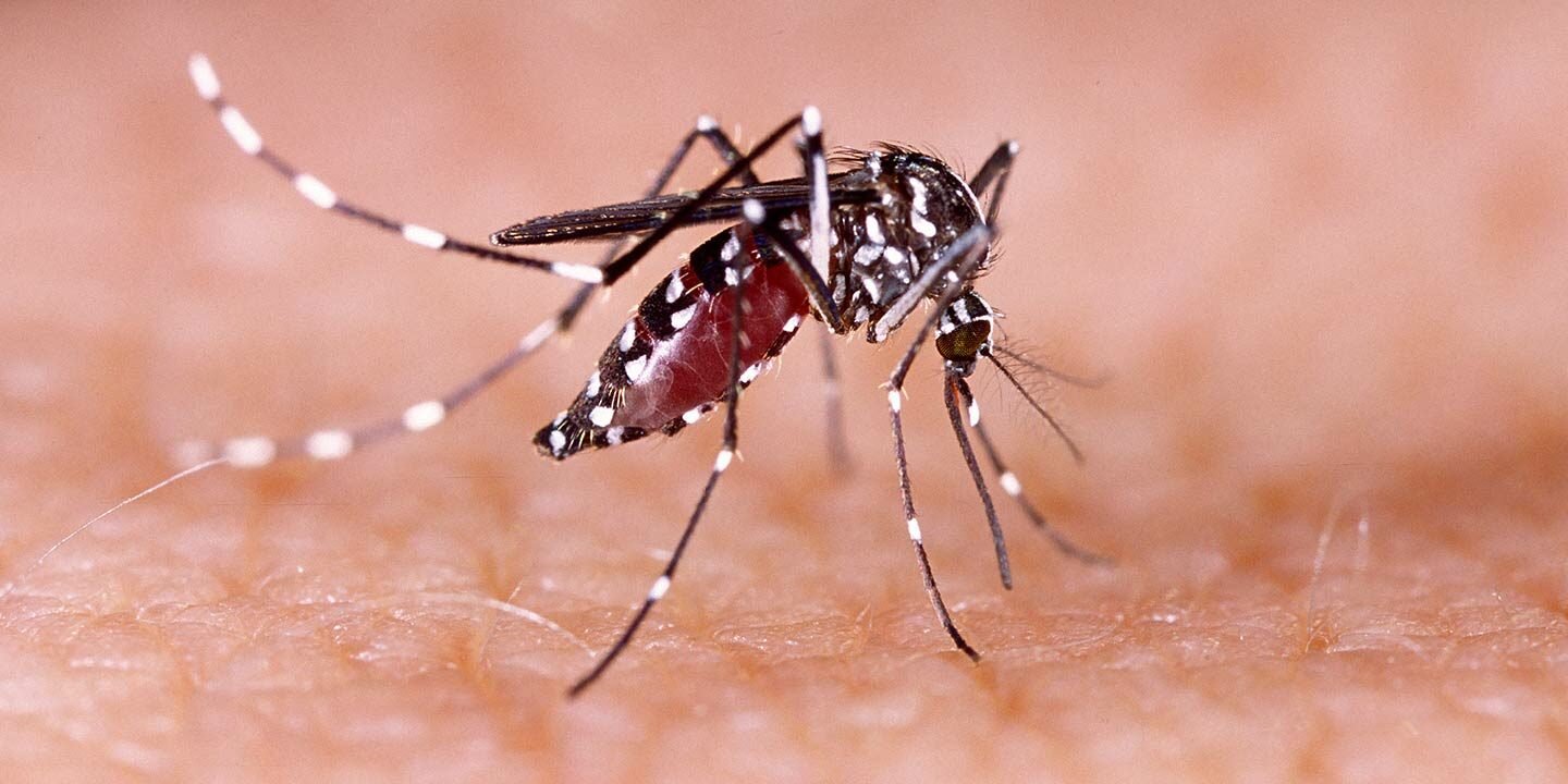 Bangladesh records over 250 dengue deaths with over 61,600 cases so far in 2025 1 Bangladesh records over 250 dengue deaths with over 61,600 cases so far in 2025