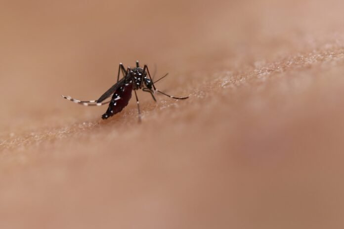 Mosquito saliva may boost body’s immune system against chikungunya