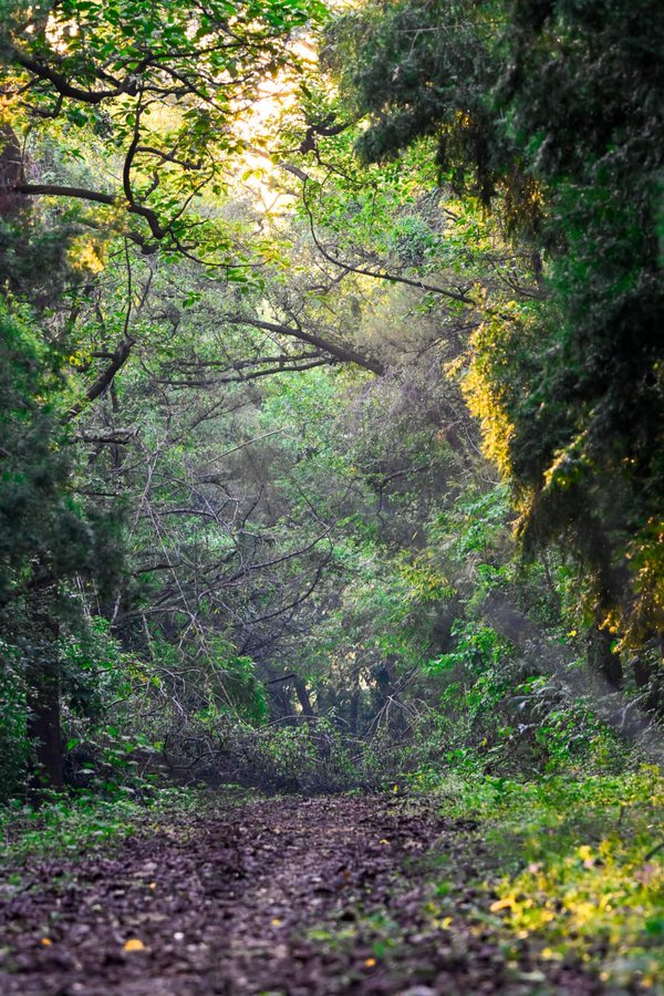 India committed to global climate action with expanding forest cover, India committed to global climate action with expanding forest cover, sustainable forestry: Govt