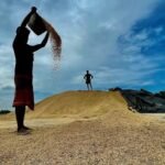 Paddy procurement rises sharply in TN, over 1.7 crore tonnes procured in four years