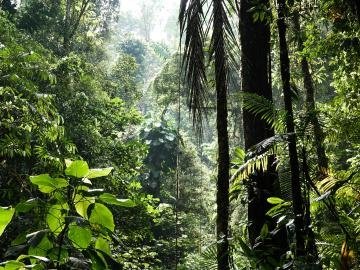 Ahead of 2026 UN biodiversity summit, meetings to review progress to halt loss