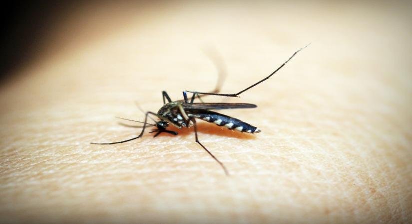 New monoclonal antibody shows promise against malaria infection in early clinical trial