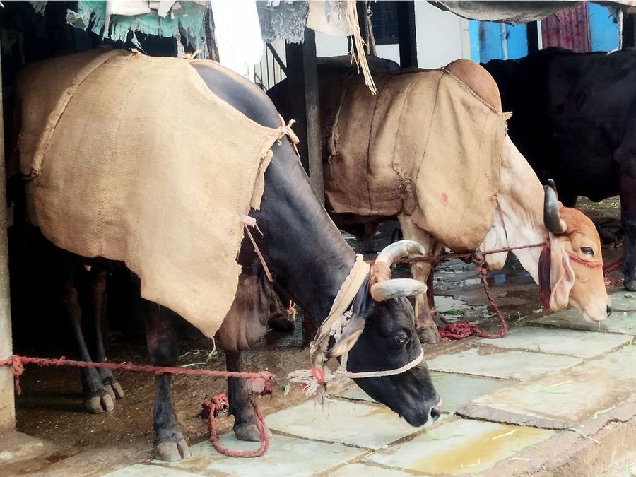 Karnataka: Bantwal Police seize home, illegal slaughterhouse of notorious cattle thief
