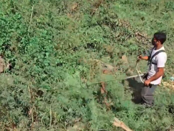 J-K: Anti-narcotics drive launched across South Kashmir