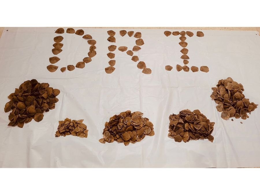 DRI busts Pangolin scale smuggling racket in Telangana; 6.53 kg seized