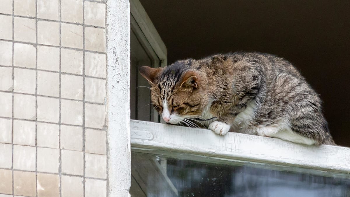NParks takes action against pet owners in 21 cases of cats, dogs falling from height