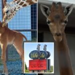 Ultra-rare spotless giraffe Kipekee dies at 2-years old, sparking zoo mystery