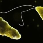 Lakshadweep woman diagnosed with amoebic meningoencephalitis in Kerala's Kochi