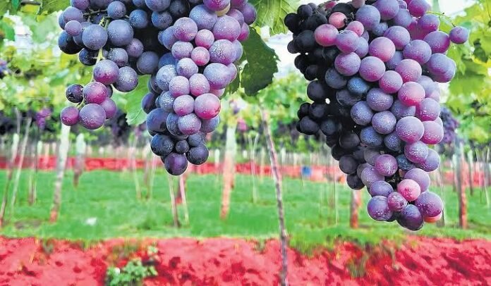 Grape farmers in TN’s Theni hit by crop damage, falling prices