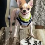 Domestic worker arrested for killing pet dog in Bengaluru