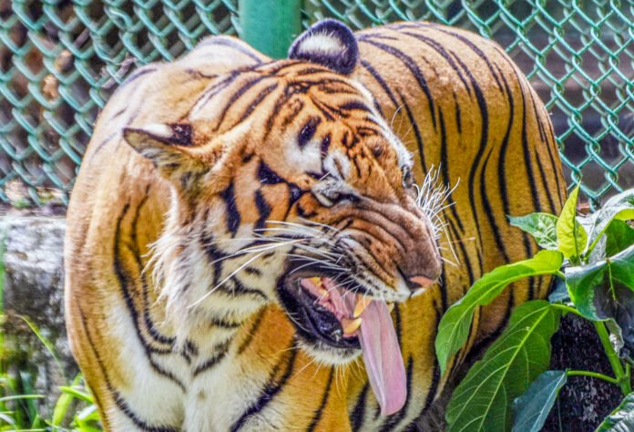 K’taka tiger attack: Safari operations suspended in Nagarahole and Bandipur reserves