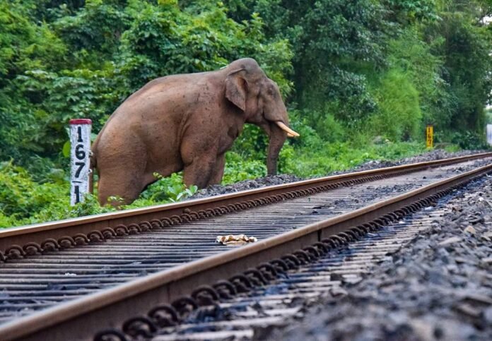 NFR loco pilots’ exemplary vigilance prevents wild elephant mishaps 