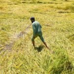 TN extends paddy crop insurance deadline to Nov 30 amid rain and SIR delays