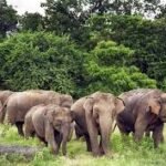 Human-elephant conflict escalates in Jharkhand; five people killed in a week, two elephants found dead
