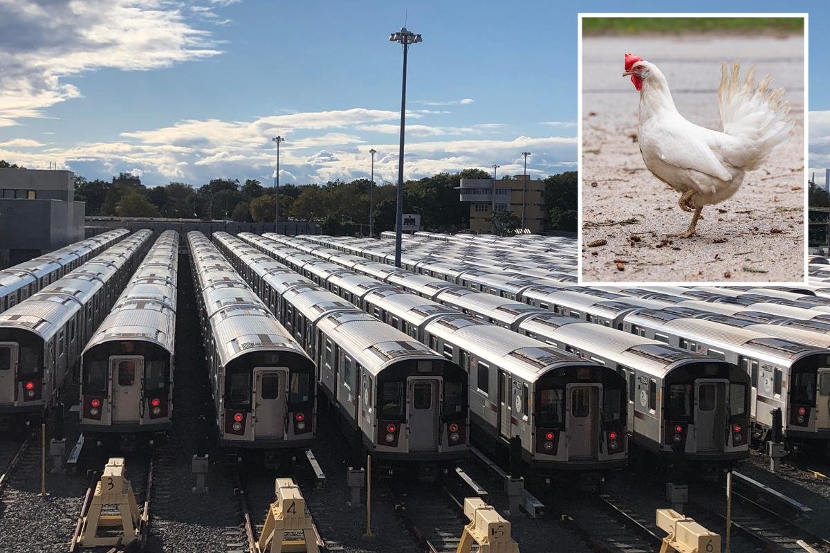 Heartless owner abandons chicken on Queens subway — leading to its death