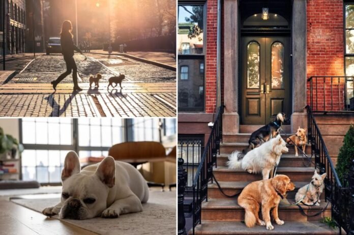 NYC renters with pets get slapped with over $800 in mandatory fees — but this neighboring city pays even more