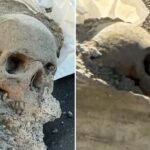 Workers find ‘skull’ encased in concrete at Boston pier, sparking mob hit fears