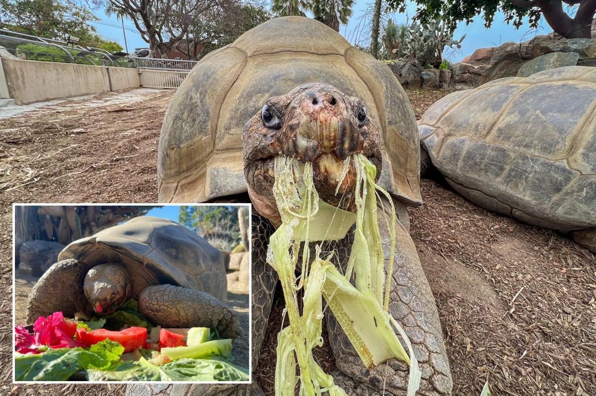 Oldest resident of San Diego Zoo, Gramma the Galapagos tortoise, dies at estimated 141 years old