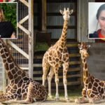 Alicia Silverstone offers $50K reward for return of baby giraffes who mysteriously vanished from troubled zoo 7 months ago