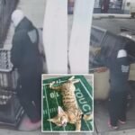Rare $2,000 cat stolen from LA barbershop in brazen smash and grab
