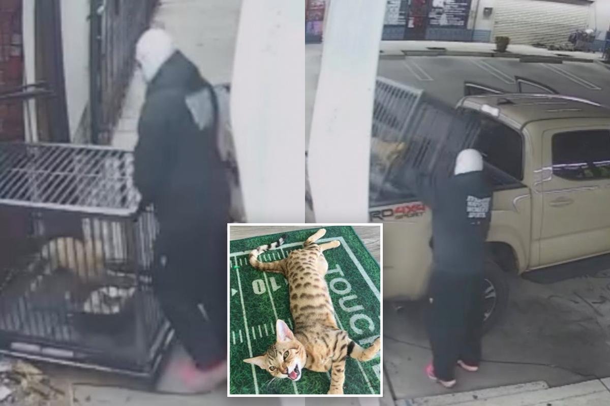 Rare $2,000 cat stolen from LA barbershop in brazen smash and grab